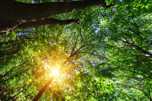 istock forest trees nature green wood sunlight backgrounds 639756504