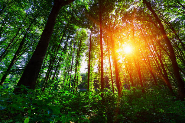 istock beautiful green forest 639756740