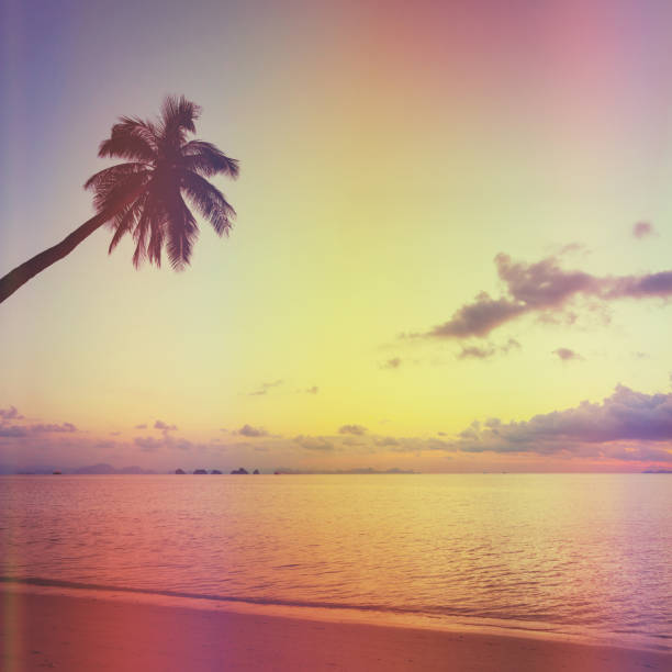 istock Tropical sunset with palm trees 639756984