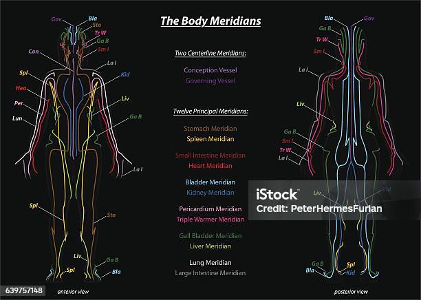 Woman Meridian System Description Chart Black-vektorgrafik och fler bilder på Akupunktur - Akupunktur, Kinesisk kultur, Grafisk framställning