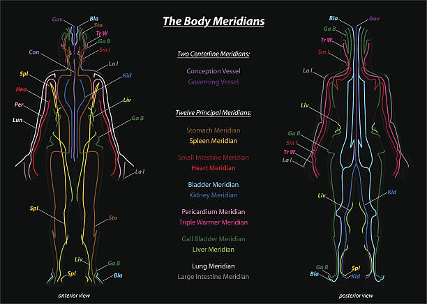 Woman Meridian System Description Chart Black Woman with body meridians and their names - front and back view - black background. qi gong stock illustrations