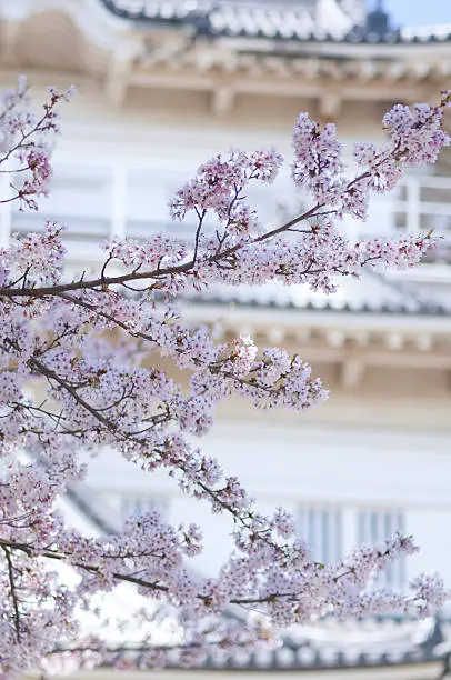 Cherry blossom against Himeji castle