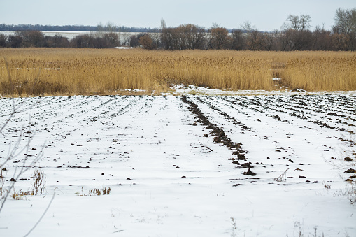 Agricultural field under the snow in winter. winter season