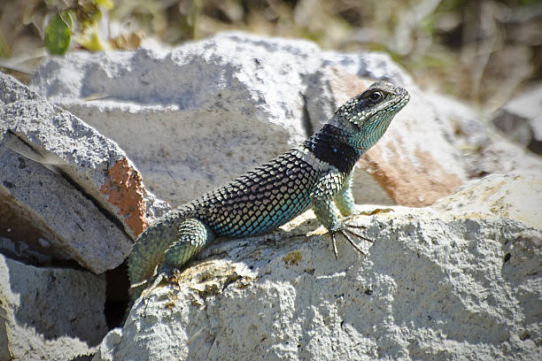 istock male cleft lizard, Sceloporus mucronatus 639758826