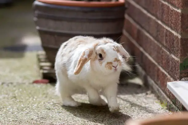 Dwarf lop eared pet rabbit playing in a suburban town yard