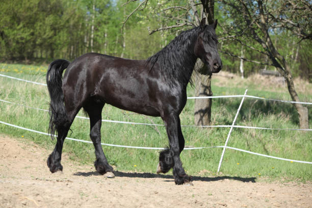 istock Black friesian mare in spring 639759872