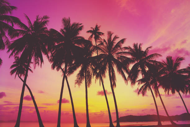 istock Tropical sunset with palm trees 639760006