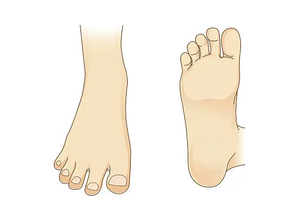 Vector illustration of Foot vector in side view and bottom of foot