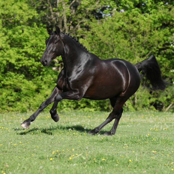 istock Amazing black dutch warmblood running 639765970