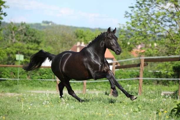 istock Amazing black dutch warmblood running 639766008