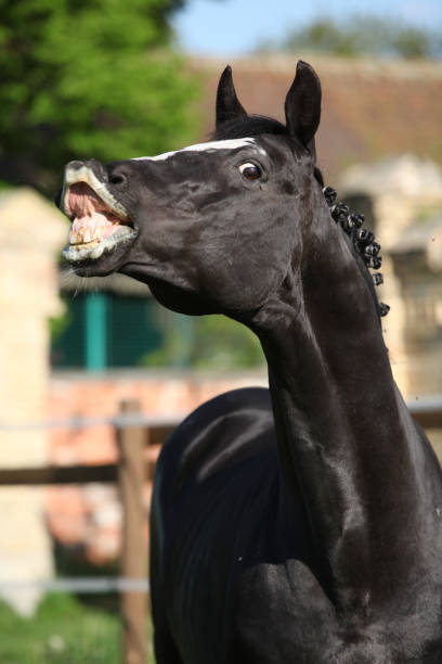 Brown horse laughing and smiling on isolated white background