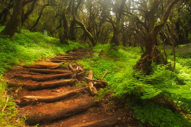 Footpath in the rainforest in Garajonay national park, La Gomera, Canary Islands, Spain