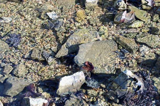 istock Rocks, leaves and ripples in clear water 639766684