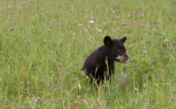 istock Bear Cub in Wildflowers 639768568