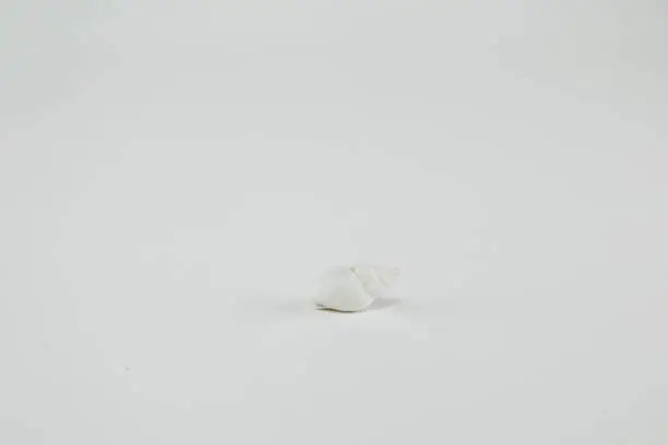 White Snail Shell in a High Key image centered and pointed right