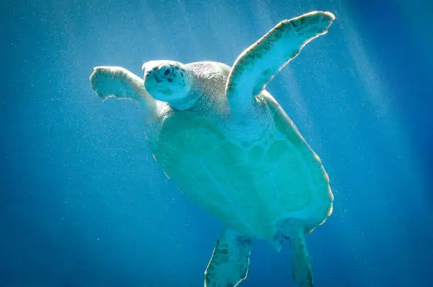 Sea Turtle swimming in Curacao, Dutch Caribbean