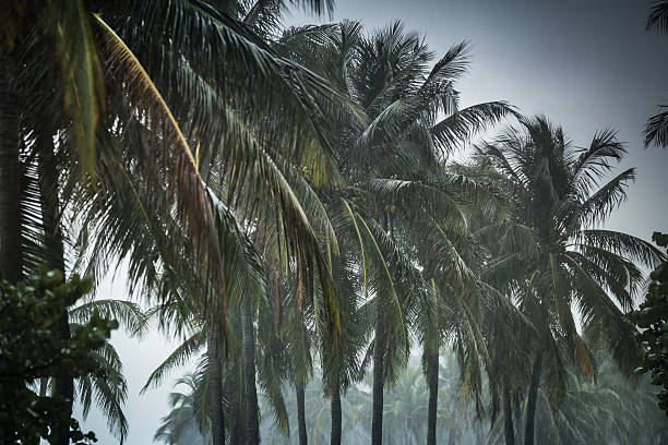 istock Palm trees in a rain storm 639771286
