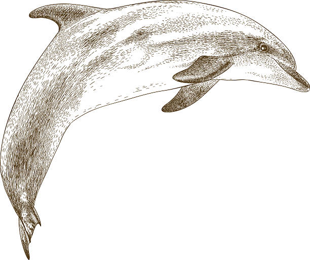 ilustrações de stock, clip art, desenhos animados e ícones de engraving illustration of dolphin - dolphin porpoise mammal sea