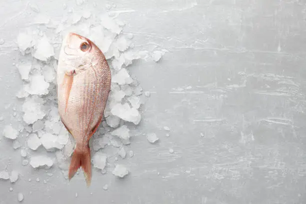 Fresh red Japanese seabream or madai on gray stone background with ice