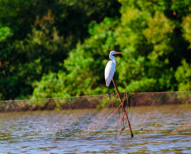 istock White stork on fishing net bokeh background 639773944