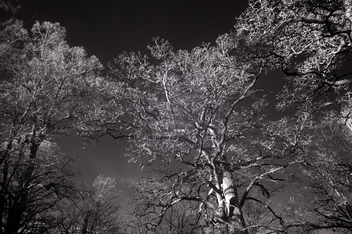 Forest in infrared in november looking up