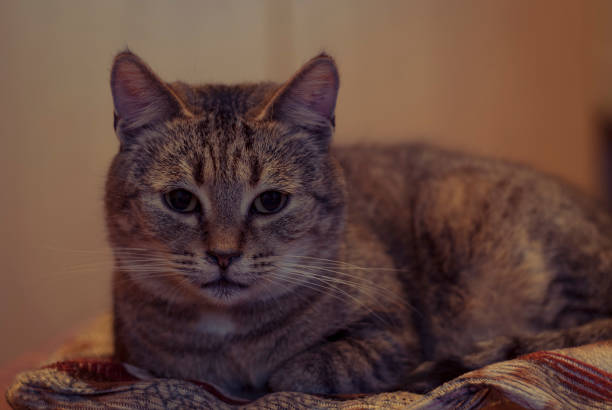 istock Serious cat's eyes. Close up gray cat 639775008