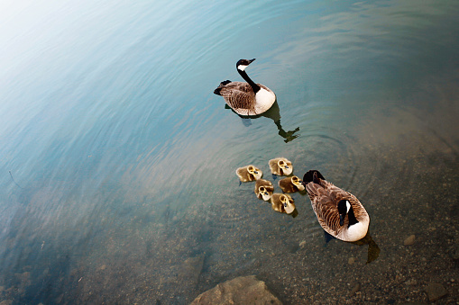 A pair of Canadian geese, swimming in Lake Huron with their young. 