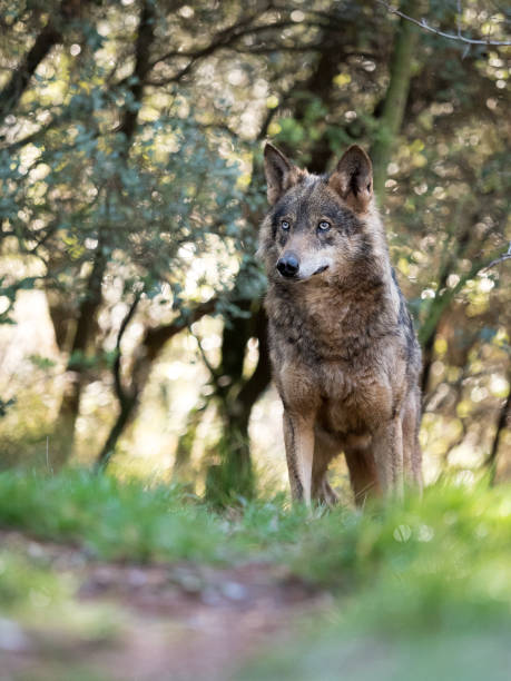 istock Female iberian wolf (Canis lupus signatus) in a nice forest 639777886