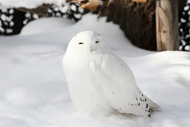 Photo of White owl