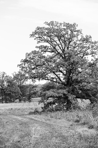 Large oak tree in a field.