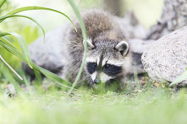 istock Young Raccoon 639778590