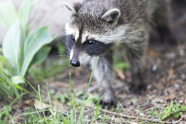istock Young Raccoon 639778592