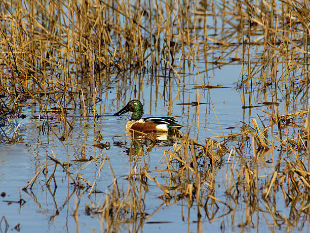 istock Northern shoveler male duck 639782448