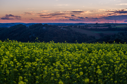 A sunset over the rapeseed field