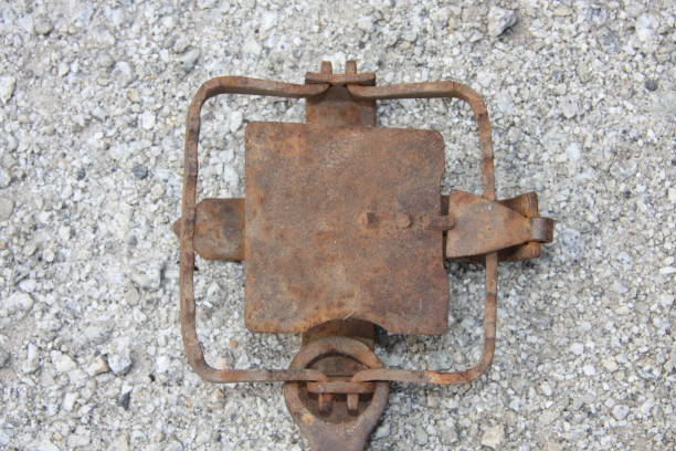 istock steel jawed rabbit trap 639783186