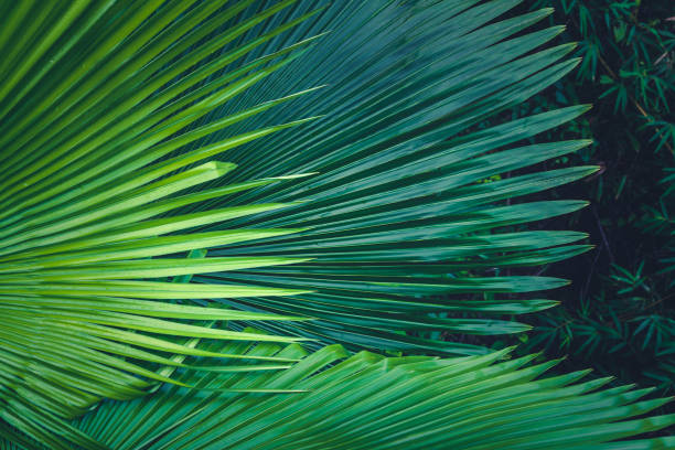 istock Palm leaves dark green background 639783746