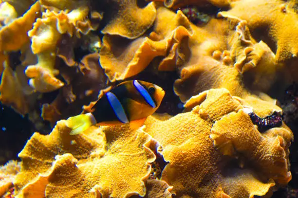 Image of clownish with anemone coral, saltwater marine fish-tank aquarium