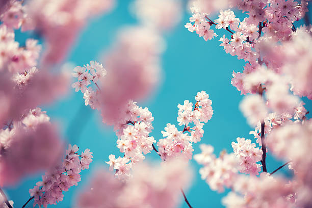 istock Colorful Blossom 639783934