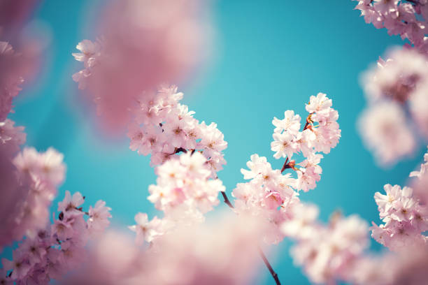 istock Colorful Blossom 639784070