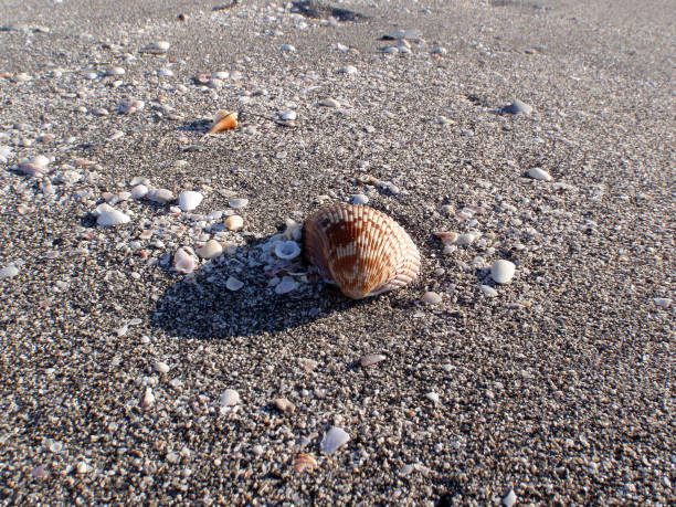 istock Large seashell on the sand among the beach 639784878