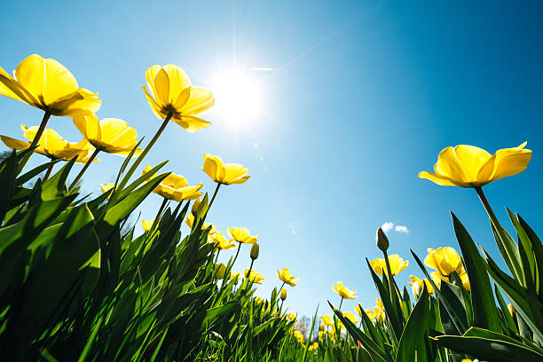 istock Yellow Tulip Field 639784994