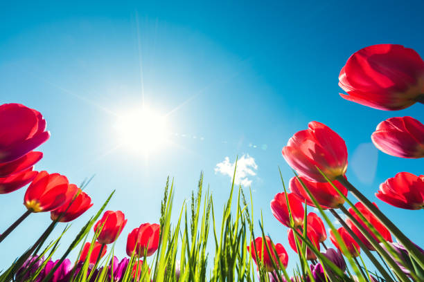 istock Red Tulip Field 639785138