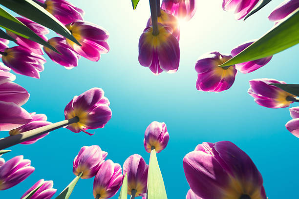 Purple tulips from bellow on a sunny spring day.