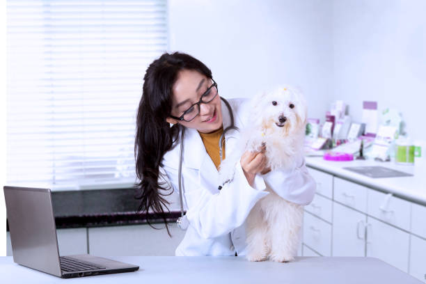 istock Female veterinarian examining dog 639785410