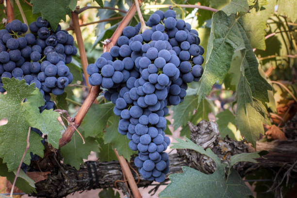 wine grapes in a vineyard before autumn harvest - hotizontal imagens e fotografias de stock