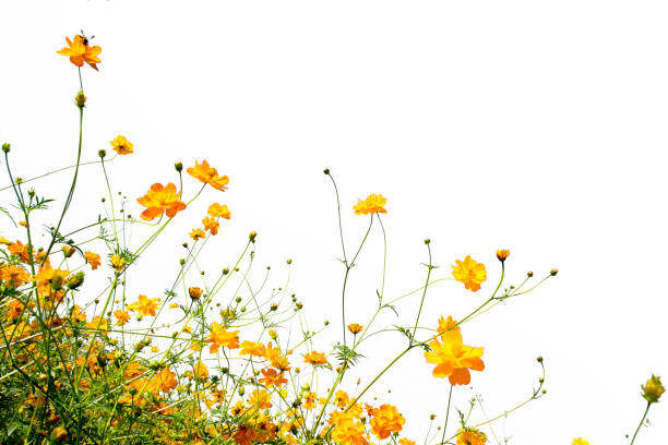 istock cosmos flowers 639786678