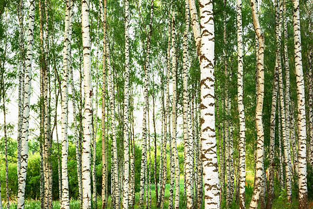 istock summer in sunny birch forest 639789826