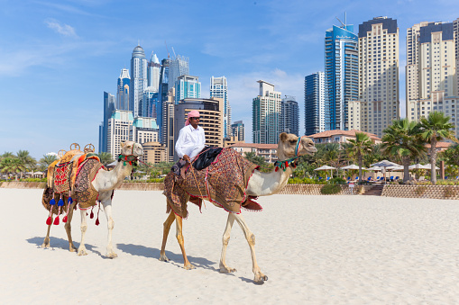 Dubai, UAE - Janury 31, 2016: Tour guide offering tourist camel ride on Jumeirah beach on 31th of January in Dubai, United Arab Emirates. Luxury Dubai Marina skyscrapers in background.