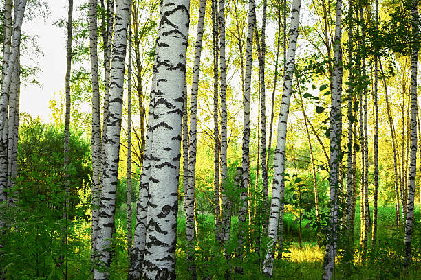 istock summer in sunny birch forest 639791766