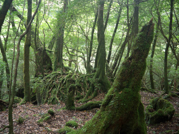 istock Yakushima green forest 639792008